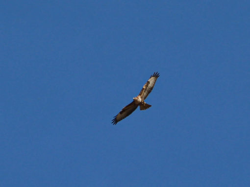 Aigles et corbeaux